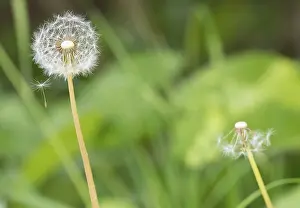 Common Dandelion Germany Impressions: A dandelion with a second, almost bare one in the background