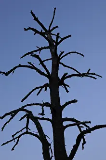 Blue Sky Photography Impressions: Dead tree