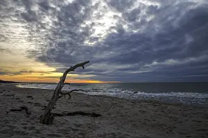 Deserted Baltic Sea Beach Impressions: Dead tree on the beach, dramatic clouds