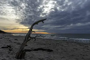 Baltic Sea Evening Atmosphere Impressions: Dead tree on the beach, dramatic clouds