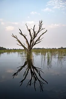 Botswana Tourist Attraction Impressions: Dead tree reflected in the river