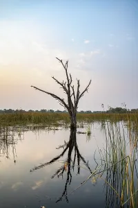 Botswana UNESCO Site Impressions: Dead tree reflected in the river