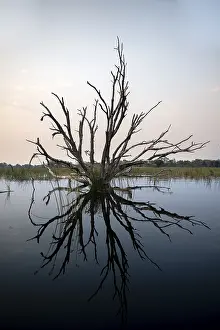 Dead Tree Reflection Impressions: Dead tree reflected in the river