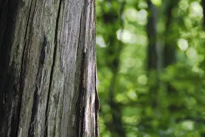 German Countryside Woods Impressions: Dead tree, spring forest in the background