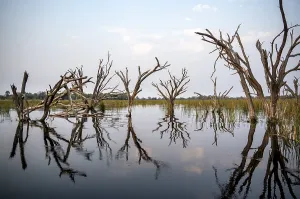 Okavango Delta UNESCO Site Impressions: Dead trees are reflected in the river