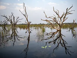 Botswana UNESCO Site Impressions: Dead trees are reflected in the river
