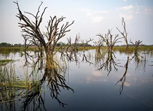 Okavango River Waterfront Scene Impressions: Dead trees are reflected in the river