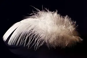 Bird Feather Detail Impressions: Deaf feather/spring