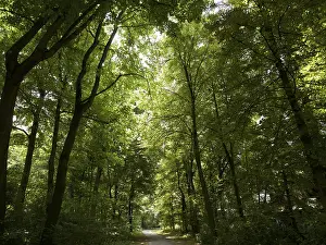 Deciduous Forest Impressions: Deciduous forest