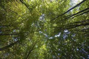 Nature Landscape Images Impressions: Deciduous forest