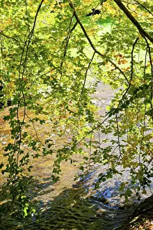 Southern Germany Nature Impressions: Deciduous tree above the Oos river