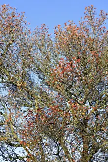 Central European Trees Impressions: Deciduous tree (Sorbus), hackberry