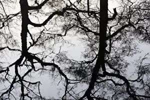 Water Surface Reflections Europe Impressions: Deciduous trees reflected on the water surface