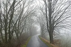 German Countryside Winter Impressions: Deciduous trees by the wayside