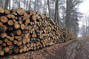 Deserted Woodpile Impressions: Deforested tree trunks
