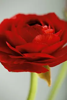 Deserted Flower Shop Impressions: Delicate red ranunculus, Bl