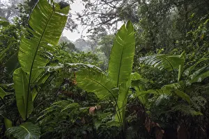 South American Wilderness Impressions: Dense vegetation in cloud forest