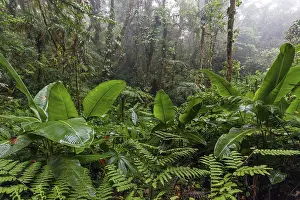 Cloud Forest Vegetation Impressions: Dense vegetation in cloud forest