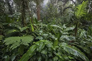 Central America Wilderness Area Impressions: Dense vegetation in cloud forest