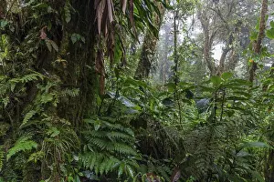 South American Wilderness Impressions: Dense vegetation in cloud forest