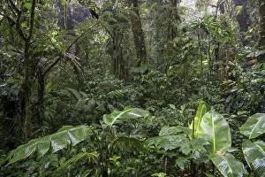Cloud Forest Vegetation Impressions: Dense vegetation in cloud forest