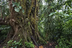 South American Wilderness Impressions: Dense vegetation in cloud forest