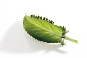Alligator Impressions: Kalanchoe daigremontiana