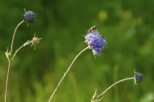 Deserted Open Air Vegetation Impressions: Devil's-bit, Devil's-bit scabious