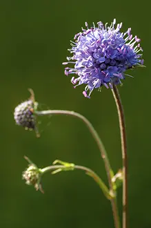 High Resolution Plant Images Impressions: Devil's-bit, Devil's-bit scabious