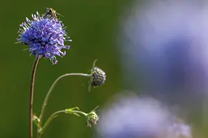 Dipsacaceae Family Impressions: Devil's-bit, Devil's-bit scabious