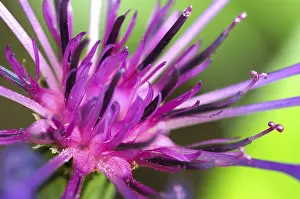 Delicate Spring Flowers Impressions: Detail of a devils claw flower