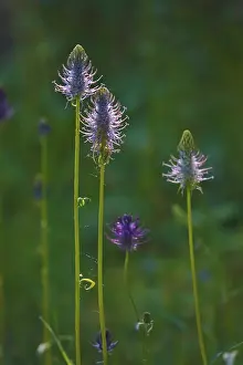 Medicinal Plants Europe Impressions: Devil's claw, May, Germany
Devil's claw