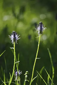 German Medicinal Herbs Impressions: Devil's claw, May, Germany
Devil's claw