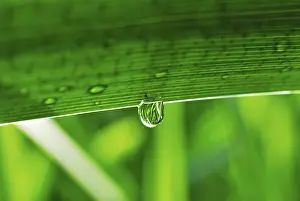 Leaf Detail View Impressions: Dew drop on a leaf