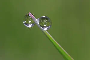 Dew Drop Detail Impressions: Dew drops