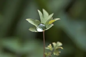 Close Up Leaf Impressions: Dewdrops on a leaf