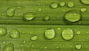 Macro Leaf Photography Impressions: Dewdrops on leaf