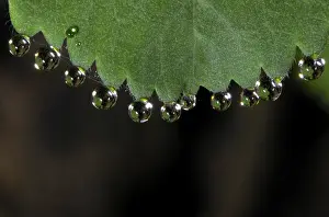 Macro Leaf Photography Impressions: Dewdrops on leaf