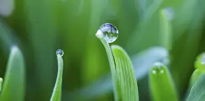 Water Drop On Plant Impressions: Dewdrops on the tips of a leaf of grass