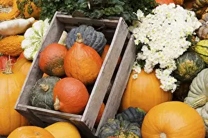 Autumn Decoration Ideas Impressions: Different pumpkins