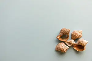 Bivalve Shells Impressions: Different shells isolated on a blue background