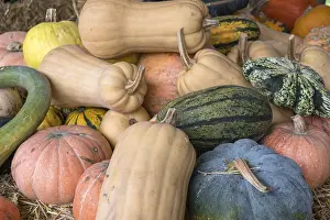 Pumpkin Nutrition Facts Impressions: Different types of pumpkins on straw