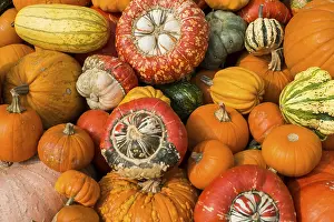 European Pumpkin Diversity Impressions: Different varieties of pumpkins