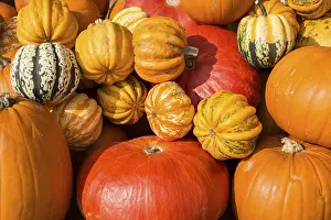 European Pumpkin Diversity Impressions: Different varieties of pumpkins