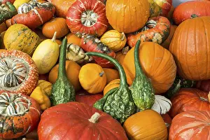 European Pumpkin Diversity Impressions: Different varieties of pumpkins