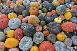 German Pumpkins Impressions: Different varieties of pumpkins