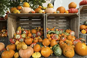 European Pumpkin Diversity Impressions: Different varieties of pumpkins