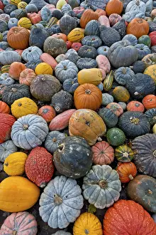German Pumpkins Impressions: Different varieties of pumpkins