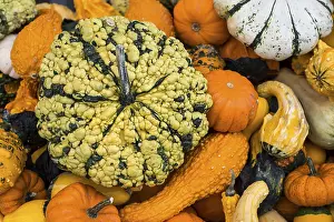 European Pumpkin Diversity Impressions: Different varieties of pumpkins