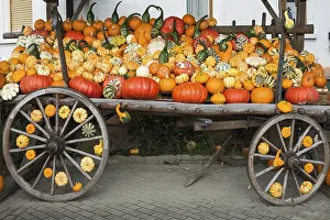 Pumpkin Varieties Impressions: Different varieties of pumpkins